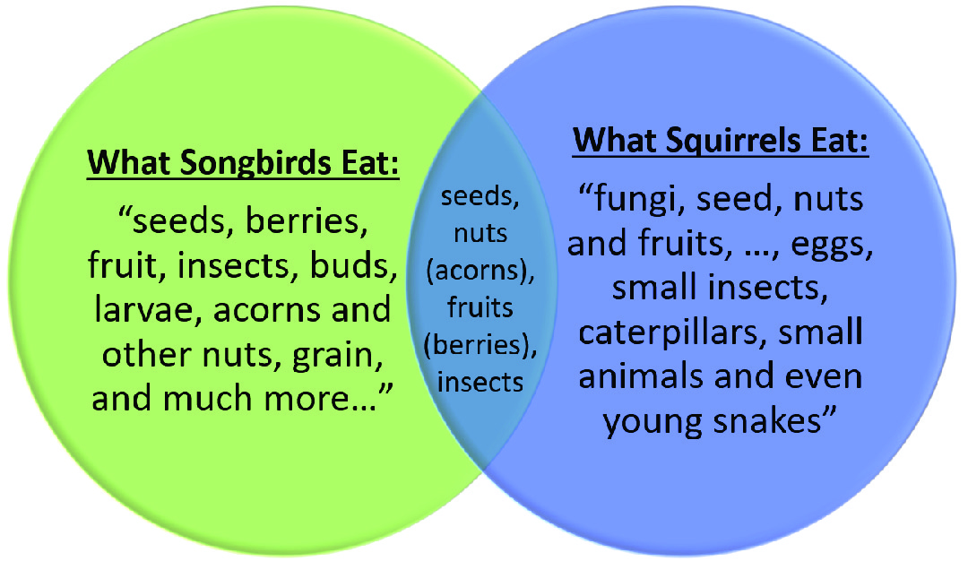 Venn diagram depicting the diets of birds and squirrels