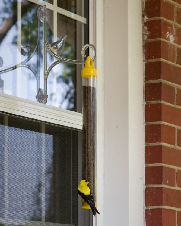 Goldfinch on Mr. Canary Finch Feeder on Window Hanger